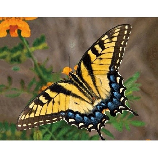 Afbeelding 3D koelkast magneetje met gele vlinder door Animals Giftshop