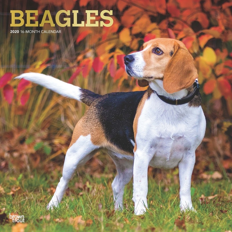 Afbeelding Beagle hond 2020 dieren wandkalender door Animals Giftshop