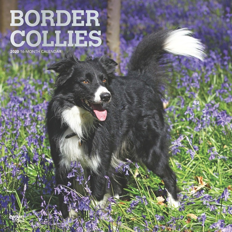 Border Collie hond 2020 dieren wandkalender