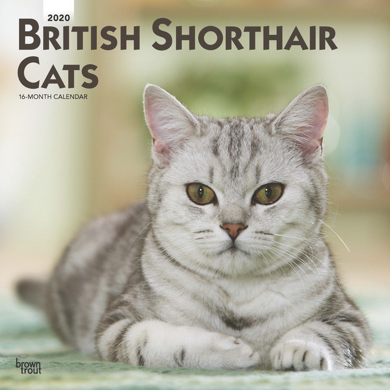Britse Korthaar katjes/poesjes 2020 dieren wandkalender