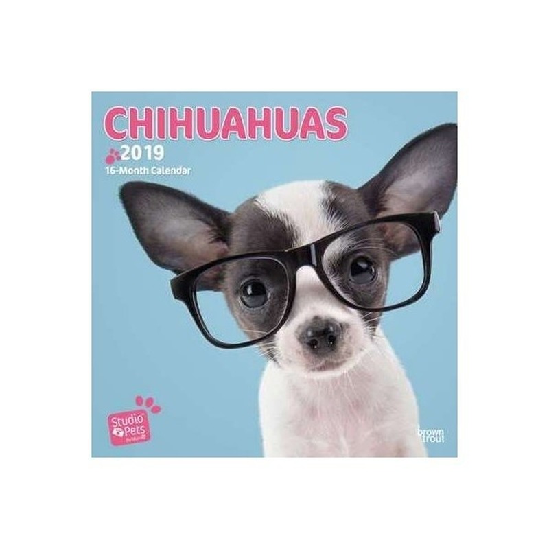 Chihuahua kalender 2019