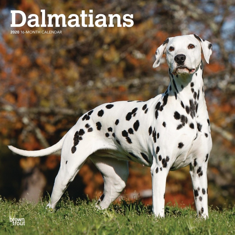 Dalmatier hond 2020 dieren wandkalender
