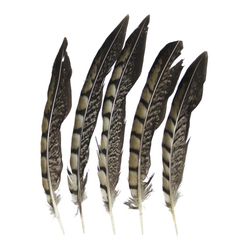 Afbeelding Decoratie fazant veren 18 cm 5x stuks door Animals Giftshop