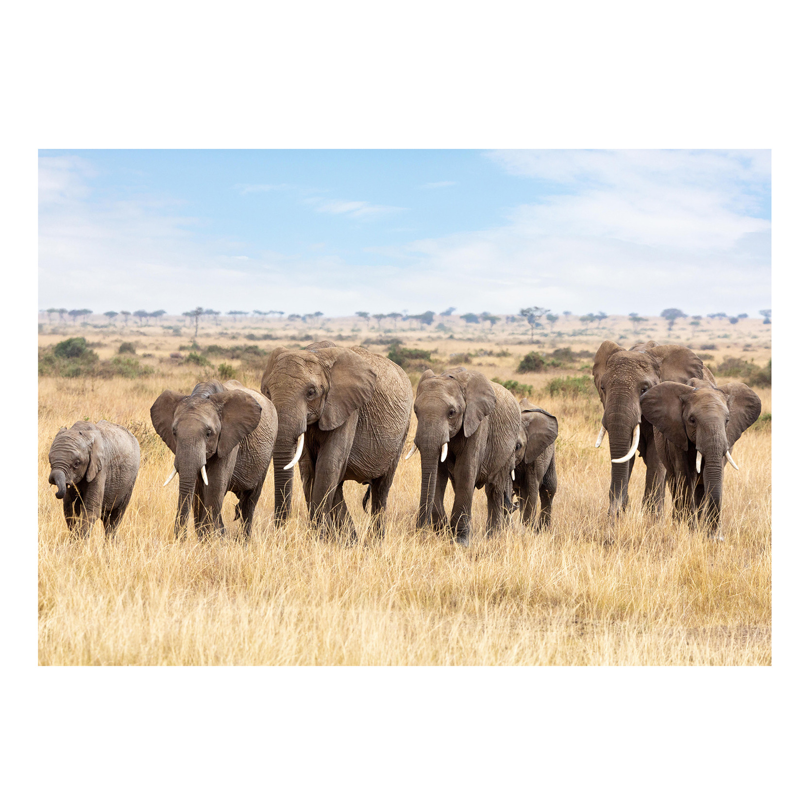 Afbeelding Dieren kinderkamer poster Afrikaanse olifanten op Savanne 84 x 59 cm door Animals Giftshop