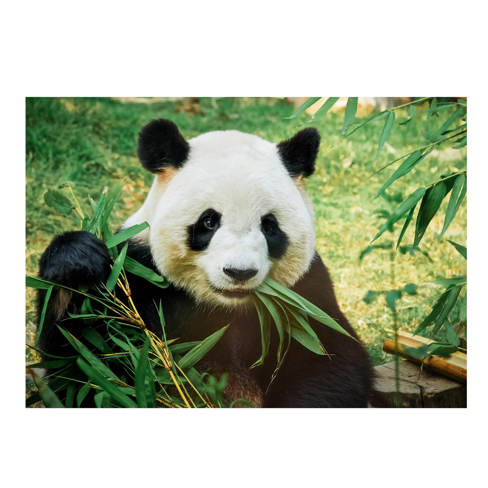 Afbeelding Dieren kinderkamer poster panda / reuzenpanda 84 x 59 cm door Animals Giftshop