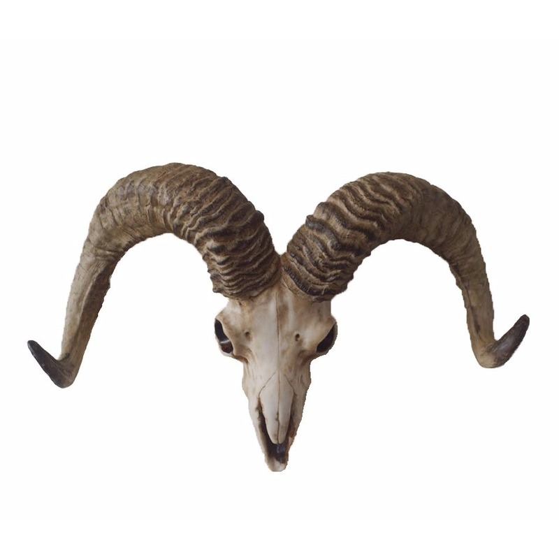 Dierenhoofd schedel geit met hoorns voor aan de muur 32 cm