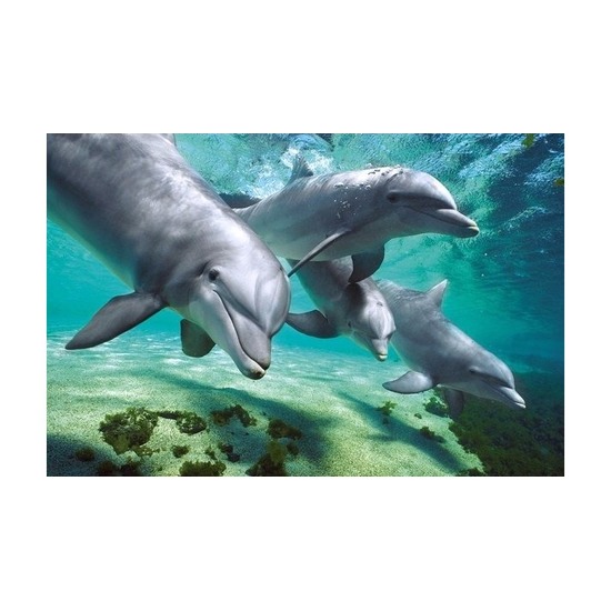 Dolfijnen maxi poster 61 x 92 cm