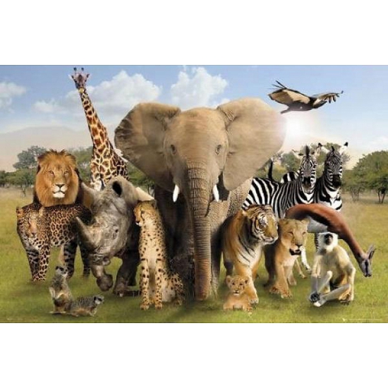 Fotografische poster wilde dieren
