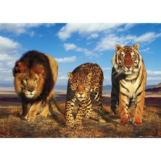 Fotografische poster wilde katten dieren