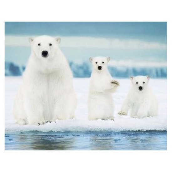 Afbeelding IJsberen mini poster 40 x 50 cm door Animals Giftshop