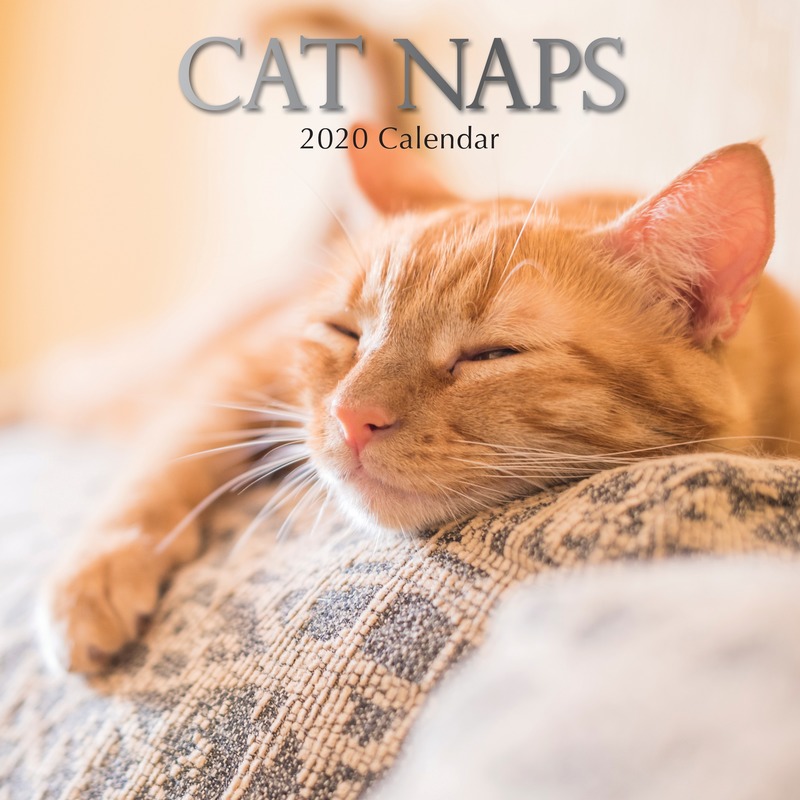 Katjes/poesjes 2020 dieren wandkalender