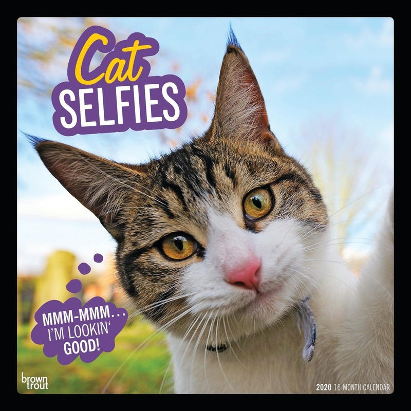 Katjes/poesjes selfie 2020 dieren wandkalender