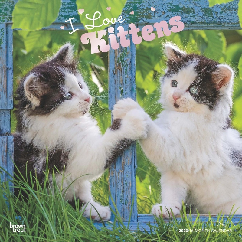 Kitten katjes/poesjes 2020 dieren wandkalender