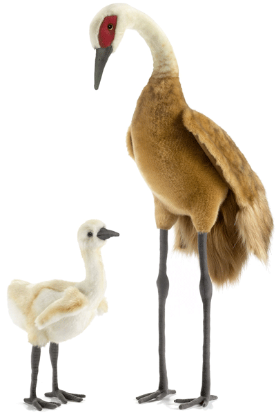 Afbeelding Kraanvogel knuffel 75 cm door Animals Giftshop