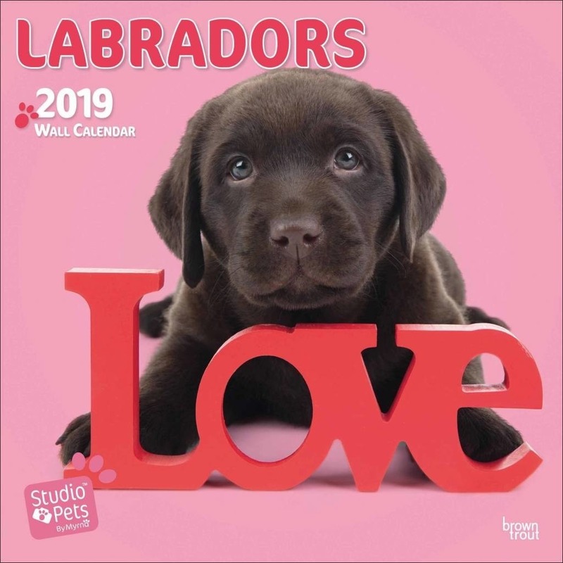 Labradors kalender 2019