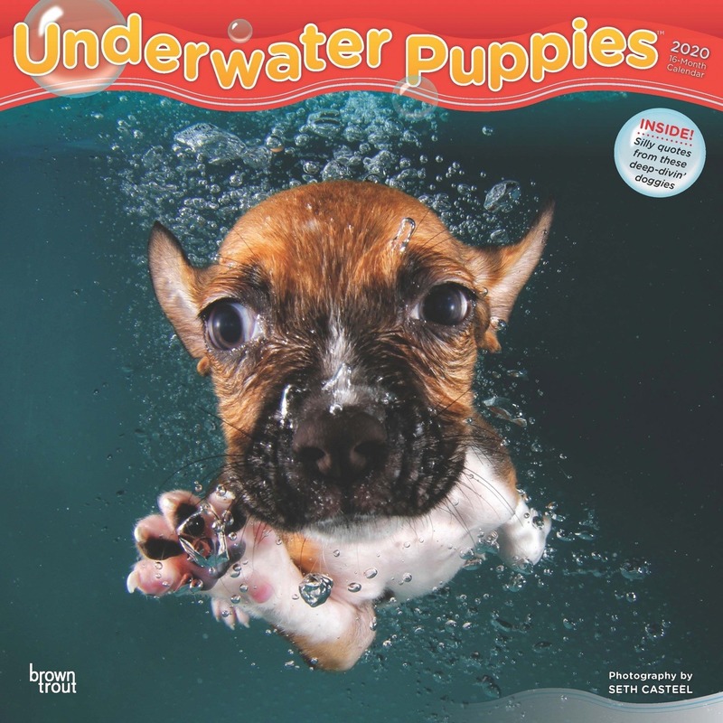 Onderwater honden 2020 dieren wandkalender