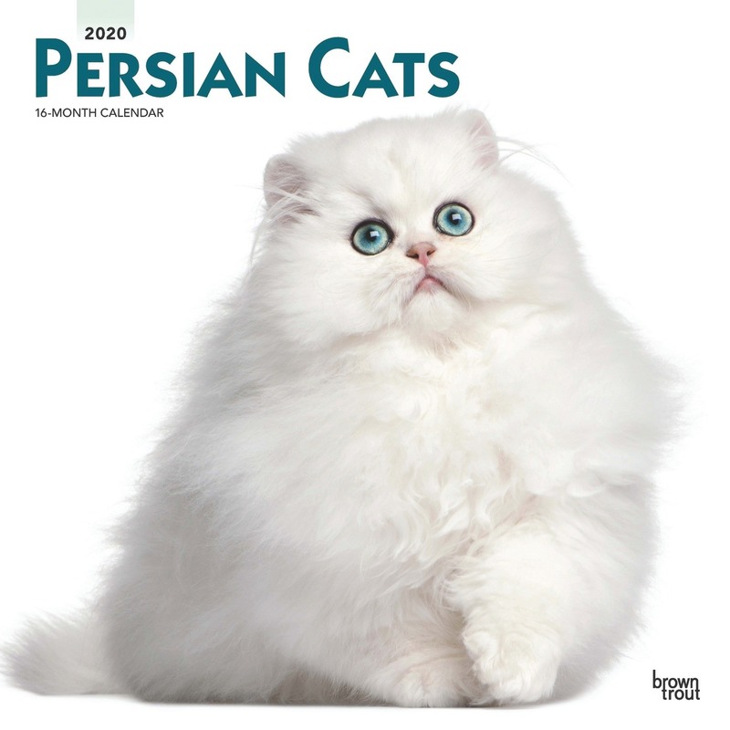 Perzische katjes/poesjes 2020 dieren wandkalender