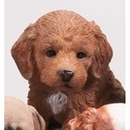 Afbeelding Polystone tuinbeeld bruin Labradoodle puppy hondje 15 cm door Animals Giftshop