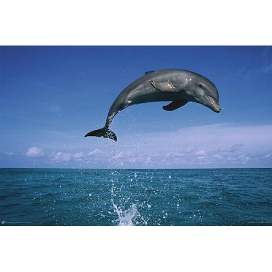 Afbeelding Poster dolfijnen 61 x 91,5 cm door Animals Giftshop