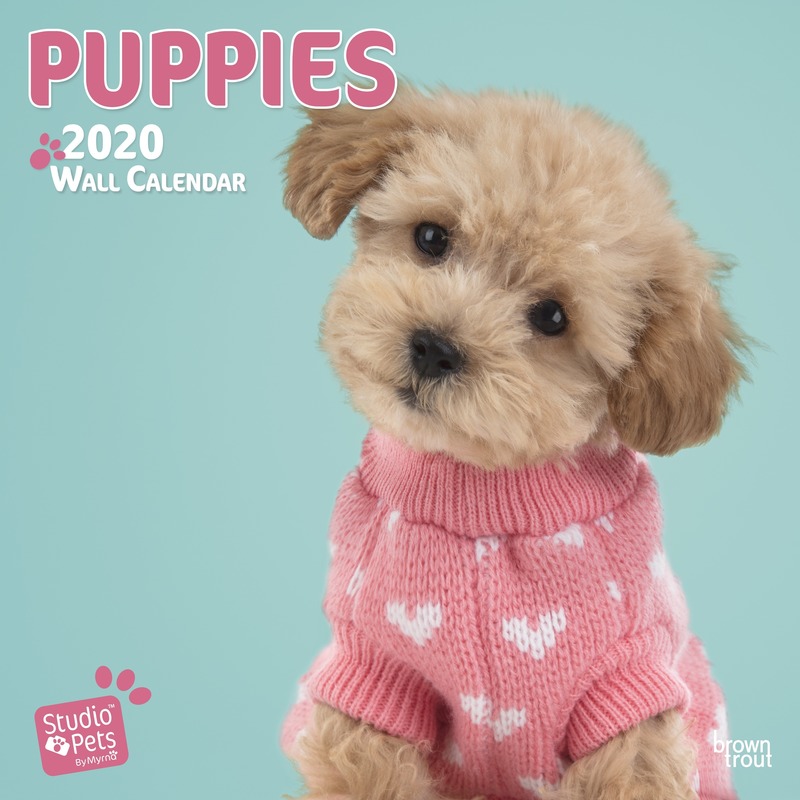Pup/puppy hond 2020 dieren wandkalender