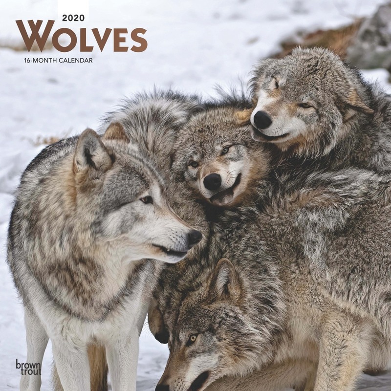 Wolf 2020 dieren wandkalender
