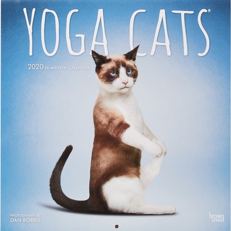 Yoga katjes/poesjes 2020 dieren wandkalender