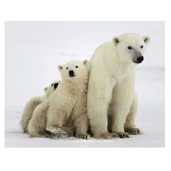 Afbeelding 3D koelkast magneetje ijsberen door Animals Giftshop