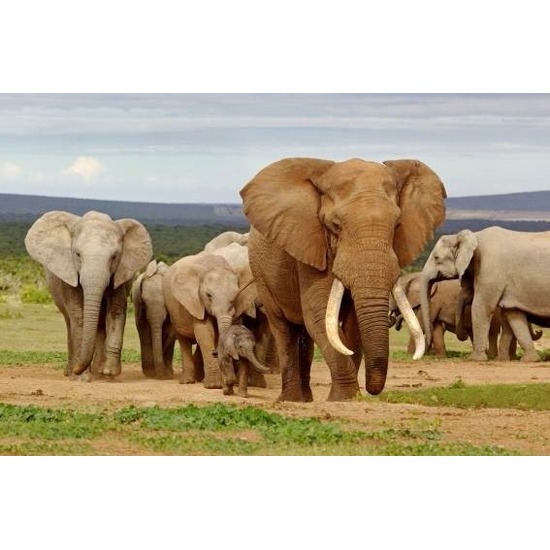 3D magneetje olifanten familie