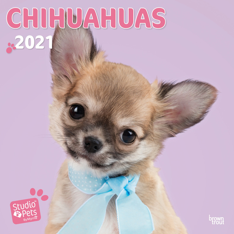 Afbeelding Chihuahua hond 2021 dieren wandkalender door Animals Giftshop
