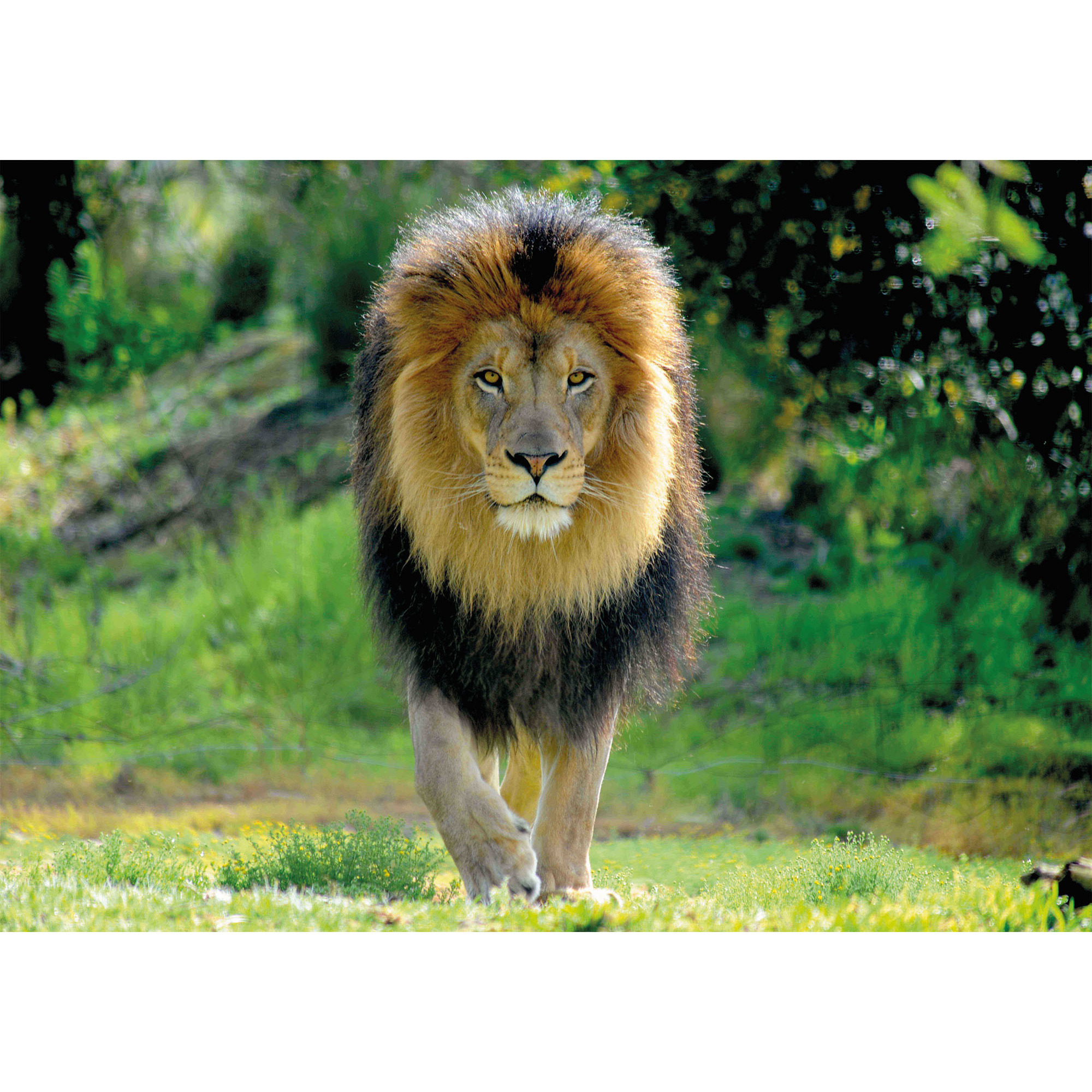 Dieren kinderkamer poster A1 leeuw jungle thema 84 x 59 cm