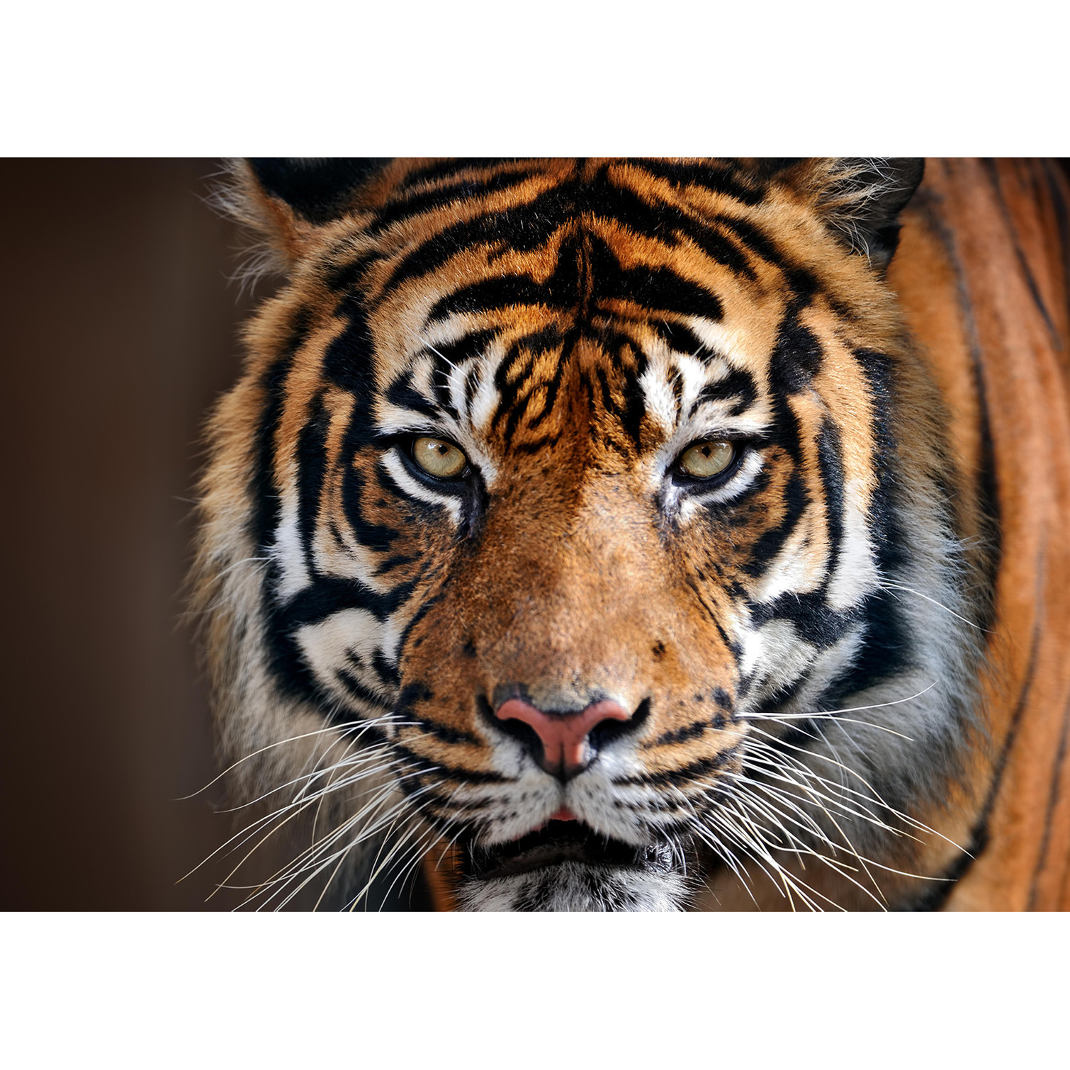 Dieren kinderkamer poster A1 Siberische tijger jungle thema 84 x 59 cm