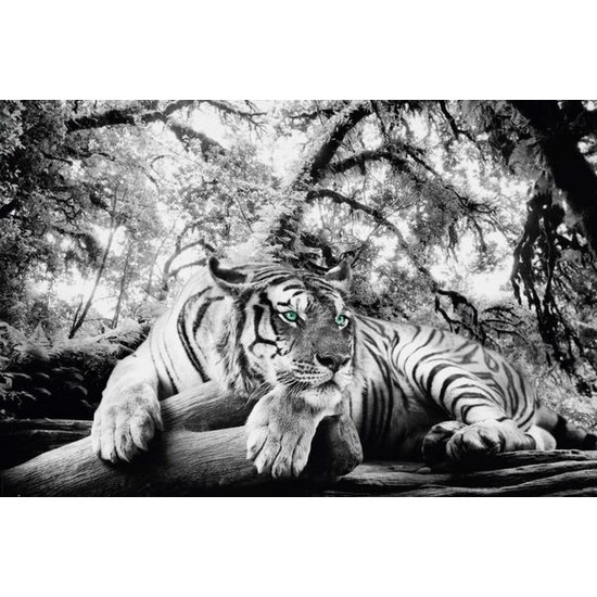 Dierenposter tijger 61 x 91,5 cm