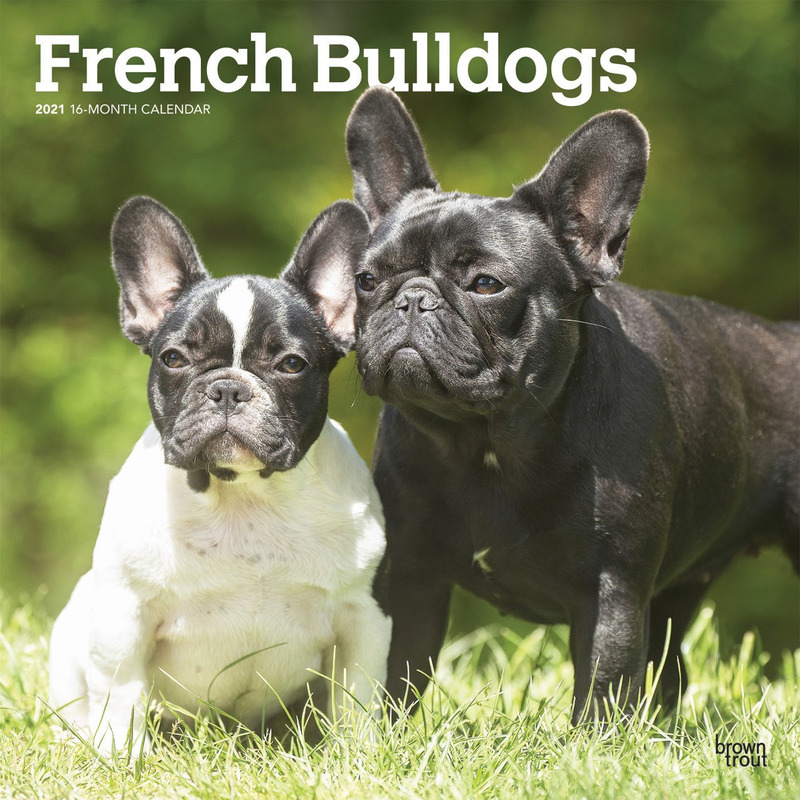 Franse Bulldog hond 2021 dieren wandkalender