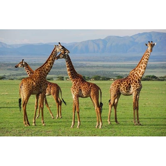 Giraffe placemats 3D 28 x 44 cm