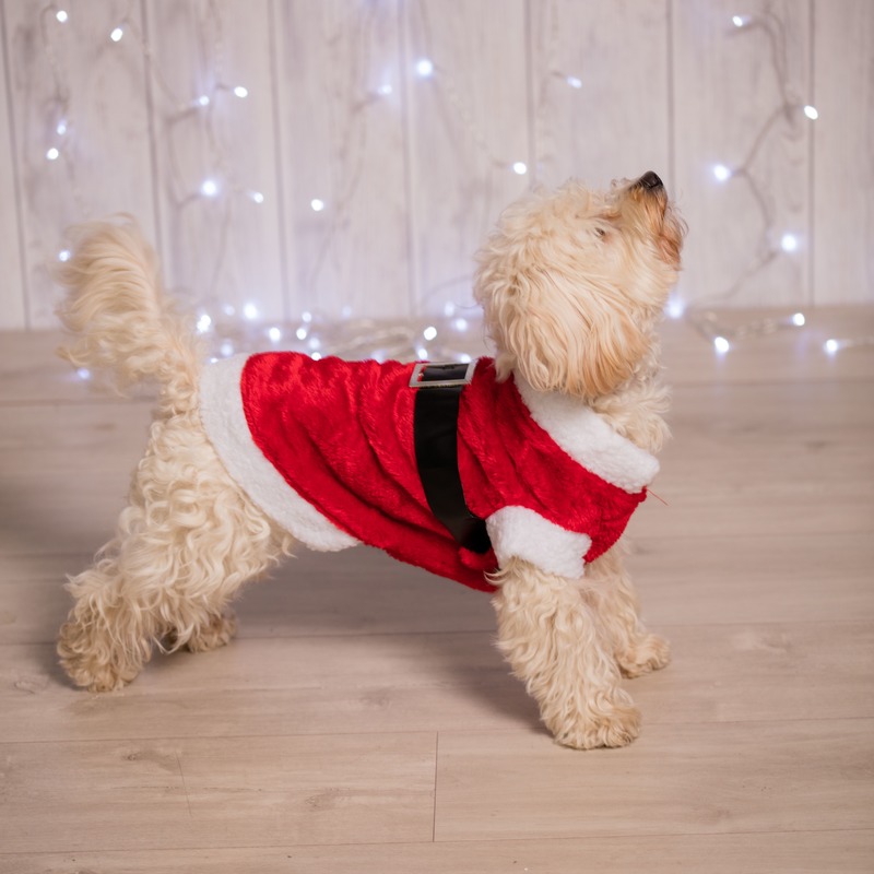 Afbeelding Kerstkleding voor de hond door Animals Giftshop