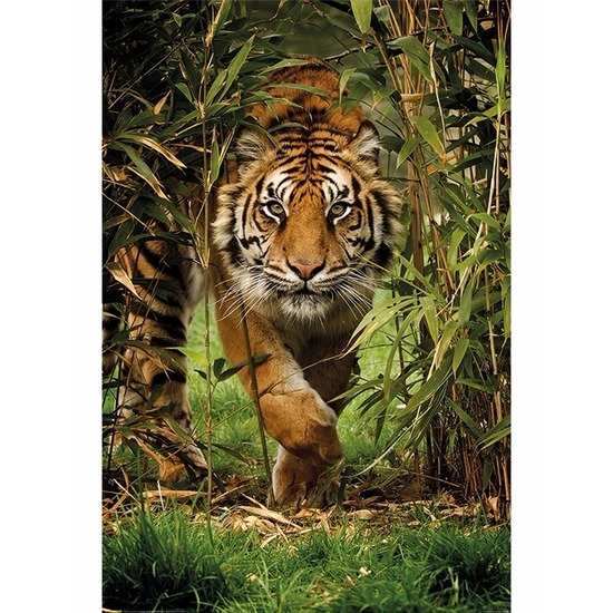 Kinderkamer tijger poster 61 x 91 cm