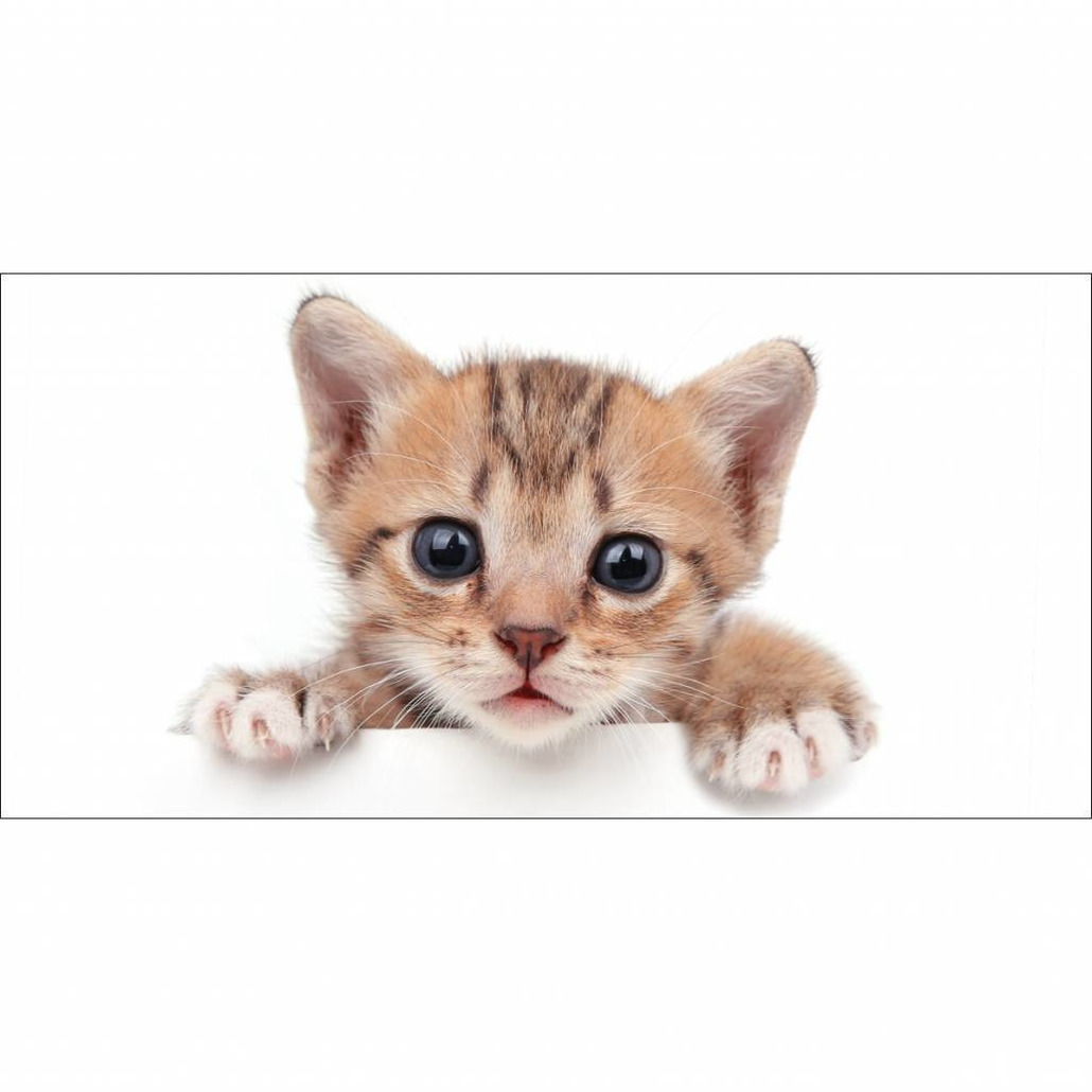 Afbeelding Kitten badhanddoek wit met kat/poes70 x 140 cm door Animals Giftshop
