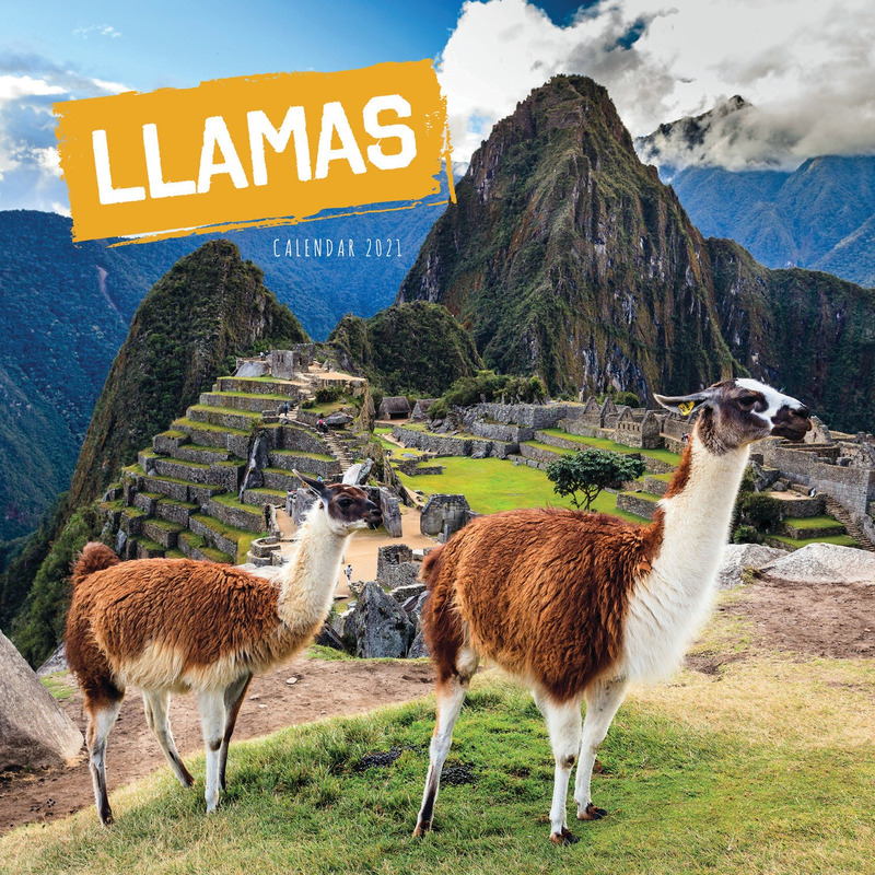 Lama/alpaca 2021 dieren wandkalender