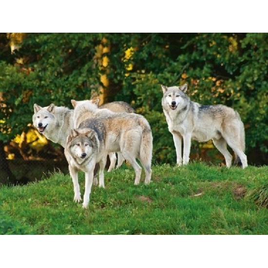Placemat wolven 3D 40 cm