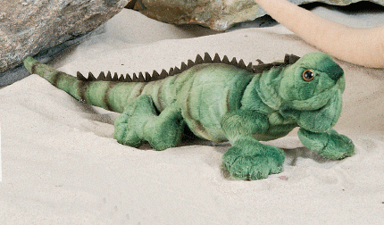 Small Iguana