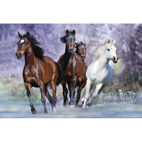 Poster galopperende paarden 61 x 91,5 cm