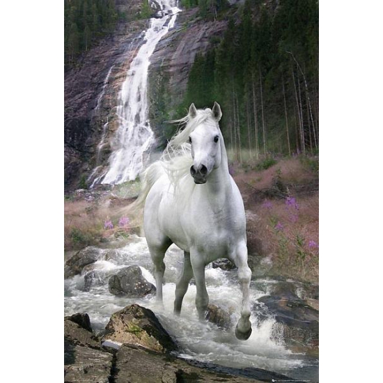 Poster wit paard 61 x 91,5 cm