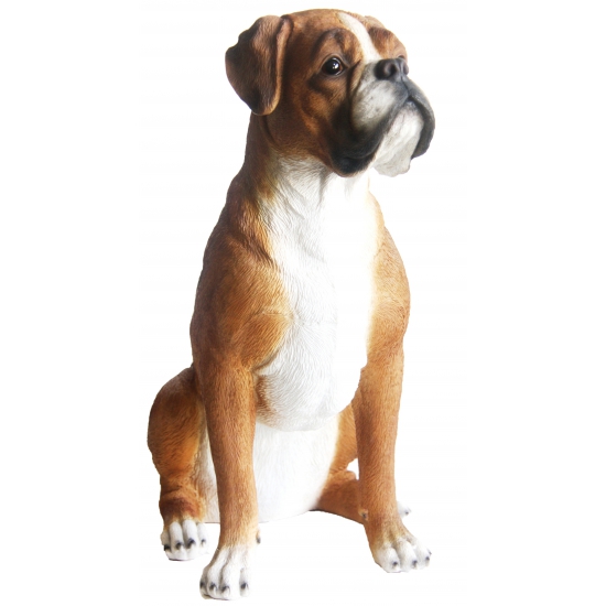Tuinbeeld Boxer hond 47 cm