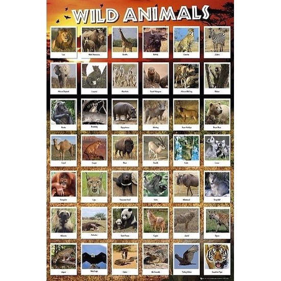 Wilde dieren maxi poster 61 x 91 cm