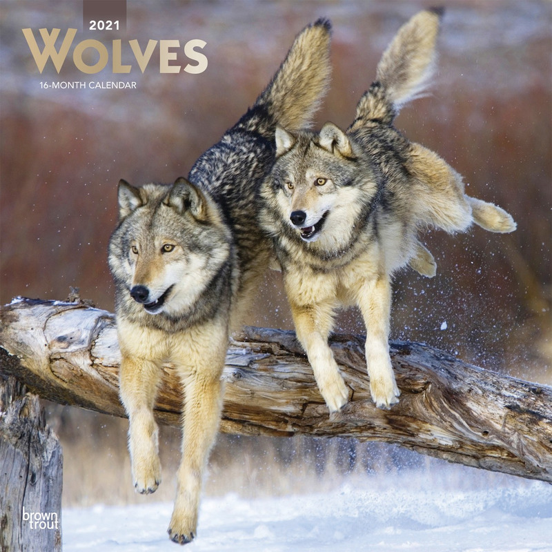 Wolf 2021 dieren wandkalender