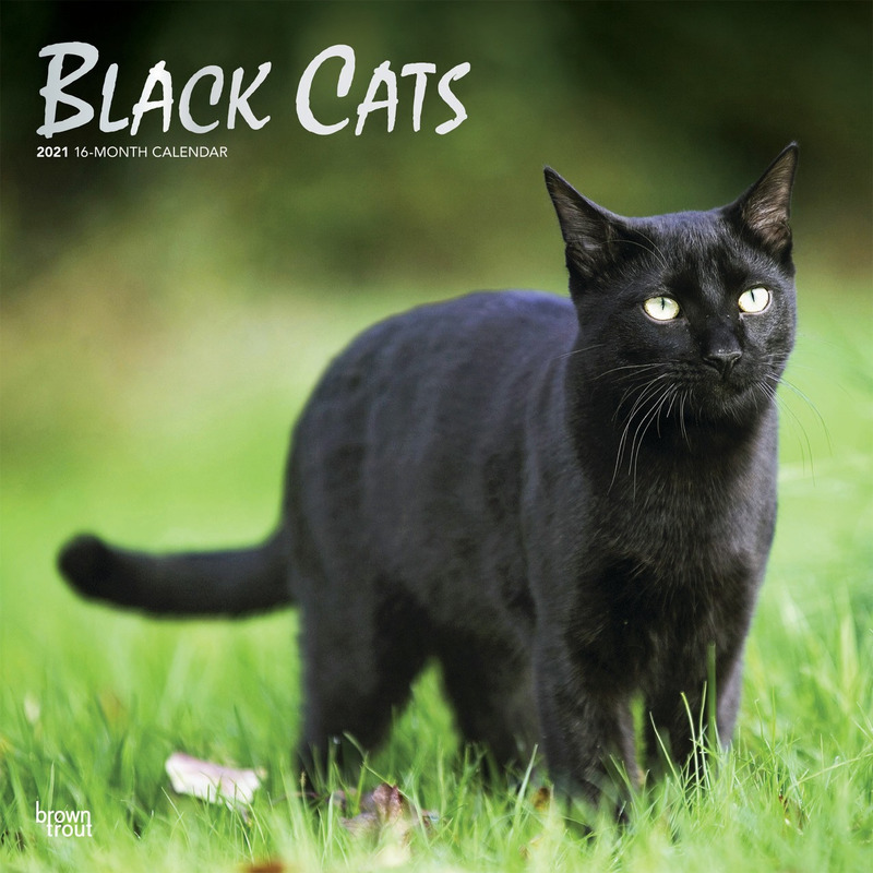 Zwarte katjes/poesjes 2021 dieren wandkalender