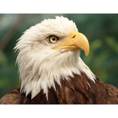 3D magnet eagle