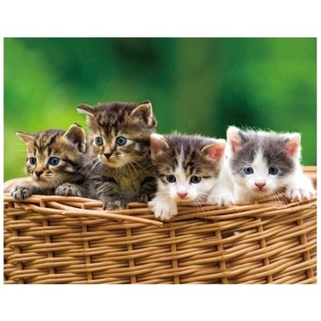 3D magnet kittens in basket