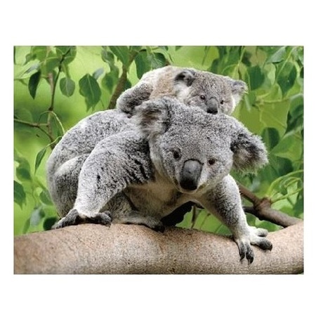 3D magnet koalas