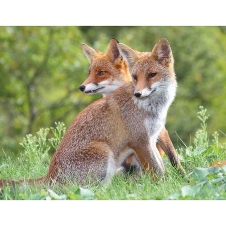 3D magnet red foxes